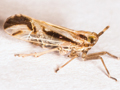 Delphax pulchellus
